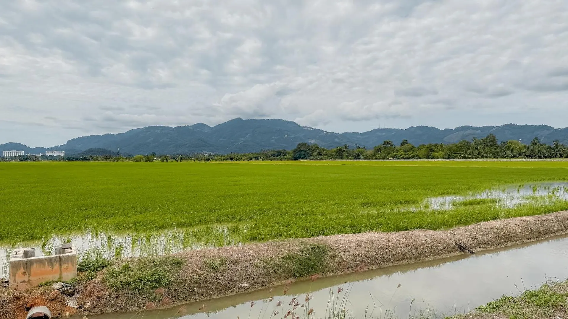 Kampung Nature Stilt House With Paddy Field View باليك بولاو